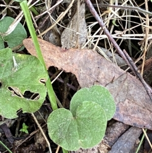 Dichondra repens at Paddys River, ACT - 13 Aug 2023 10:03 AM