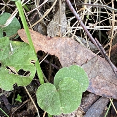 Dichondra repens (Kidney Weed) at Tidbinbilla Nature Reserve - 13 Aug 2023 by Tapirlord