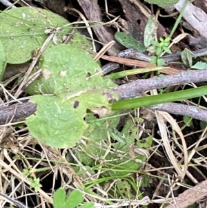 Dichondra repens at Paddys River, ACT - 13 Aug 2023