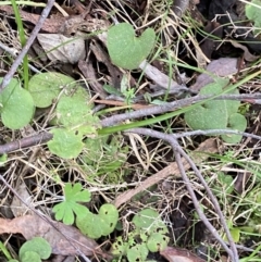 Dichondra repens at Paddys River, ACT - 13 Aug 2023