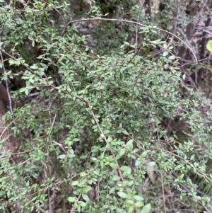 Coprosma quadrifida at Paddys River, ACT - 13 Aug 2023 10:03 AM