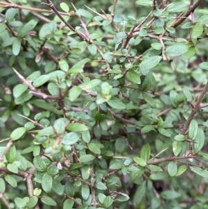 Coprosma quadrifida at Paddys River, ACT - 13 Aug 2023 10:03 AM