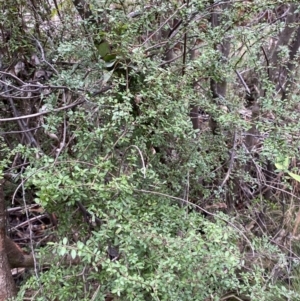 Coprosma quadrifida at Paddys River, ACT - 13 Aug 2023