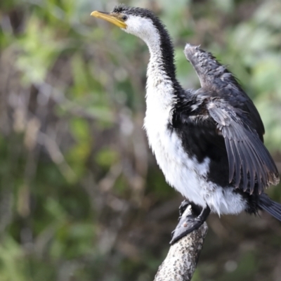 Microcarbo melanoleucos (Little Pied Cormorant) at Como, QLD - 3 Aug 2023 by AlisonMilton