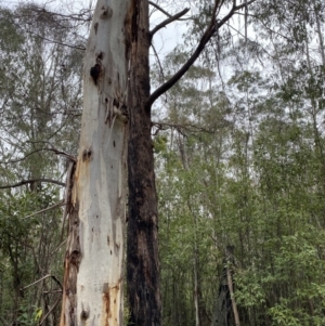 Eucalyptus radiata subsp. robertsonii at Paddys River, ACT - 13 Aug 2023