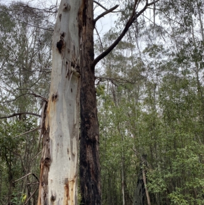 Eucalyptus radiata subsp. robertsonii (Robertson's Peppermint) at Tidbinbilla Nature Reserve - 13 Aug 2023 by Tapirlord