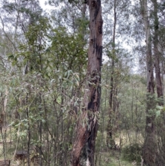 Eucalyptus radiata subsp. robertsonii at Paddys River, ACT - 13 Aug 2023 10:02 AM