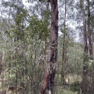 Eucalyptus radiata subsp. robertsonii at Paddys River, ACT - 13 Aug 2023