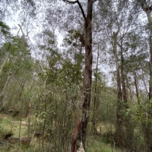 Eucalyptus radiata subsp. robertsonii at Paddys River, ACT - 13 Aug 2023