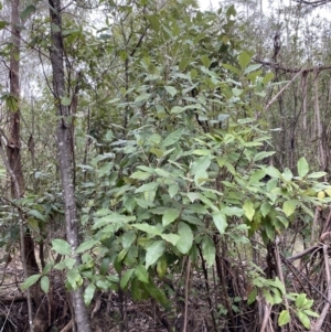 Olearia argophylla at Paddys River, ACT - 13 Aug 2023 10:02 AM