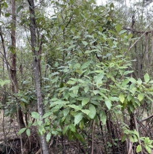 Olearia argophylla at Paddys River, ACT - 13 Aug 2023 10:02 AM