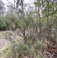 Exocarpos strictus (Dwarf Cherry) at Paddys River, ACT - 13 Aug 2023 by Tapirlord