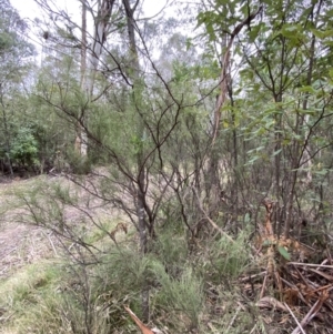 Exocarpos strictus at Paddys River, ACT - 13 Aug 2023