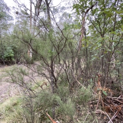 Exocarpos strictus (Dwarf Cherry) at Paddys River, ACT - 13 Aug 2023 by Tapirlord