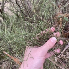 Exocarpos strictus at Paddys River, ACT - 13 Aug 2023