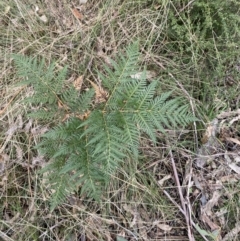 Pteridium esculentum (Bracken) at Paddys River, ACT - 13 Aug 2023 by Tapirlord