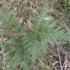 Pteridium esculentum at Paddys River, ACT - 13 Aug 2023