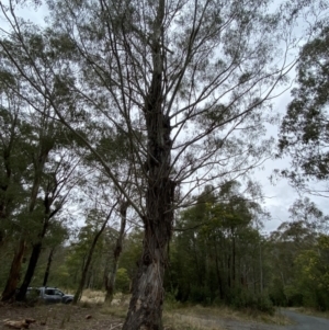 Eucalyptus viminalis at Paddys River, ACT - 13 Aug 2023 10:00 AM