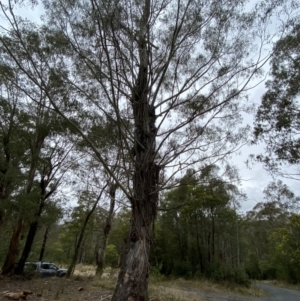 Eucalyptus viminalis at Paddys River, ACT - 13 Aug 2023