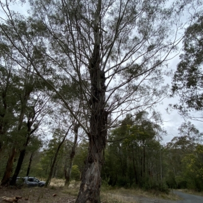 Eucalyptus viminalis (Ribbon Gum) at Tidbinbilla Nature Reserve - 13 Aug 2023 by Tapirlord