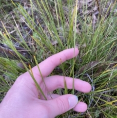 Lomandra filiformis subsp. filiformis (Wattle Matrush) at Fadden, ACT - 13 Aug 2023 by Tapirlord