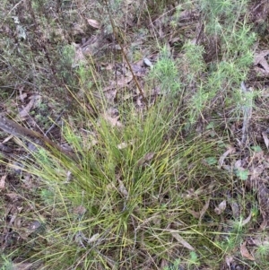 Lomandra filiformis subsp. filiformis at Fadden, ACT - 13 Aug 2023