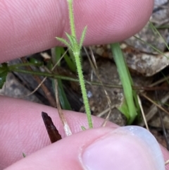 Galium gaudichaudii subsp. gaudichaudii (Rough Bedstraw) at Wanniassa Hill - 12 Aug 2023 by Tapirlord