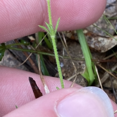 Galium gaudichaudii subsp. gaudichaudii (Rough Bedstraw) at Fadden, ACT - 13 Aug 2023 by Tapirlord