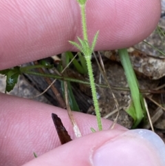 Galium gaudichaudii subsp. gaudichaudii at Fadden, ACT - 13 Aug 2023 09:08 AM