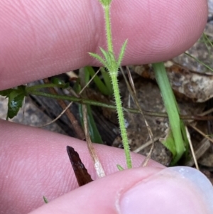 Galium gaudichaudii subsp. gaudichaudii at Fadden, ACT - 13 Aug 2023