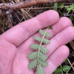 Acaena x ovina (Sheep's Burr) at Fadden, ACT - 13 Aug 2023 by Tapirlord