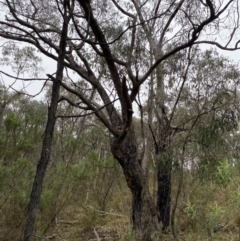 Eucalyptus nortonii (Mealy Bundy) at Fadden, ACT - 12 Aug 2023 by Tapirlord