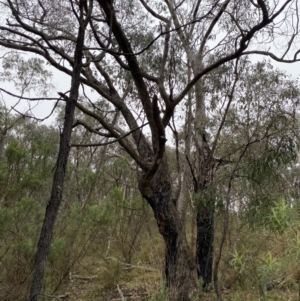 Eucalyptus nortonii at Fadden, ACT - 13 Aug 2023