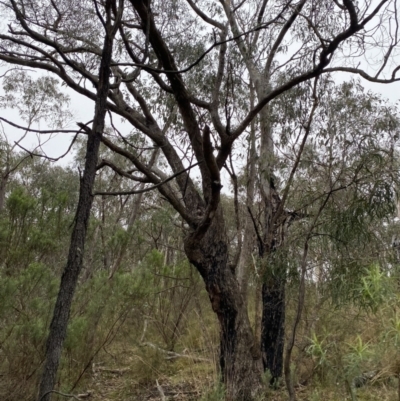 Eucalyptus nortonii (Large-flowered Bundy) at Wanniassa Hill - 12 Aug 2023 by Tapirlord