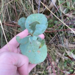 Eucalyptus nortonii at Fadden, ACT - 13 Aug 2023 09:08 AM