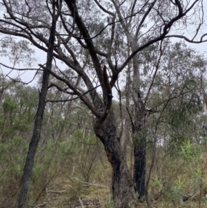 Eucalyptus nortonii at Fadden, ACT - 13 Aug 2023 09:08 AM