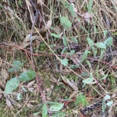 Eucalyptus nortonii at Fadden, ACT - 13 Aug 2023 09:08 AM