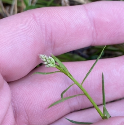 Stackhousia monogyna (Creamy Candles) at Fadden, ACT - 13 Aug 2023 by Tapirlord