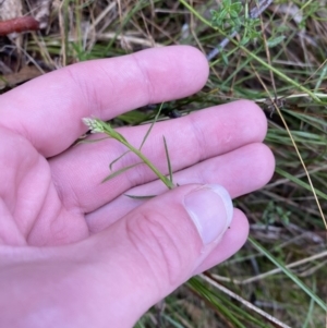 Stackhousia monogyna at Fadden, ACT - 13 Aug 2023 09:05 AM