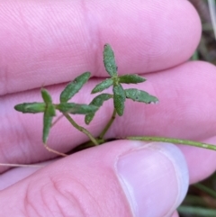 Gonocarpus tetragynus (Common Raspwort) at Fadden, ACT - 13 Aug 2023 by Tapirlord