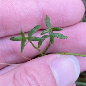 Gonocarpus tetragynus at Fadden, ACT - 13 Aug 2023 09:05 AM