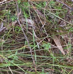 Gonocarpus tetragynus at Fadden, ACT - 13 Aug 2023