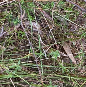 Gonocarpus tetragynus at Fadden, ACT - 13 Aug 2023 09:05 AM