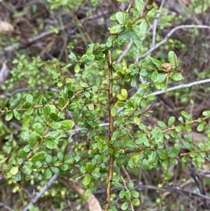 Bursaria spinosa subsp. lasiophylla at Fadden, ACT - 13 Aug 2023