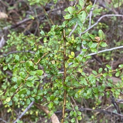 Bursaria spinosa subsp. lasiophylla (Australian Blackthorn) at Fadden, ACT - 13 Aug 2023 by Tapirlord