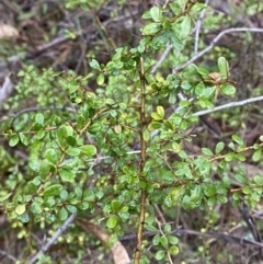 Bursaria spinosa subsp. lasiophylla at Fadden, ACT - 13 Aug 2023