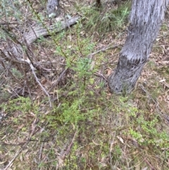 Bursaria spinosa subsp. lasiophylla at Fadden, ACT - 13 Aug 2023 09:05 AM