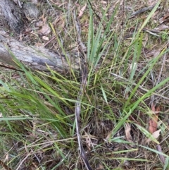 Dianella revoluta var. revoluta (Black-Anther Flax Lily) at Fadden, ACT - 13 Aug 2023 by Tapirlord