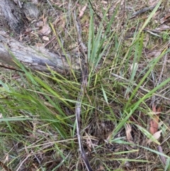 Dianella revoluta var. revoluta (Black-Anther Flax Lily) at Wanniassa Hill - 12 Aug 2023 by Tapirlord