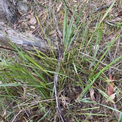 Dianella revoluta var. revoluta (Black-Anther Flax Lily) at Wanniassa Hill - 12 Aug 2023 by Tapirlord